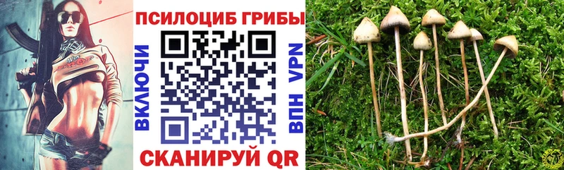 Купить где  Кремёнки  Псилоцибиновые грибы Magic Shrooms 